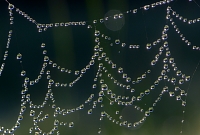 dauw in web 9-2015 3968